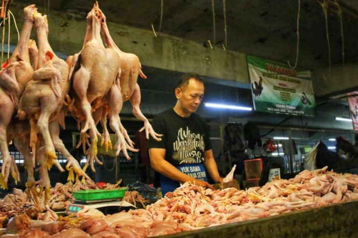 Harga Ayam Merah Hari ini di Borobudur Magelang | Jual Ayam Afkir ... Ayam afkir di Rongga, Bandung Barat