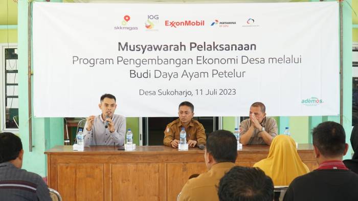 Modal Ayam Ternak Petelur 1000 Ekor, Begini Perawatannya! Ternak ayam petelur di Tanasitolo, Wajo