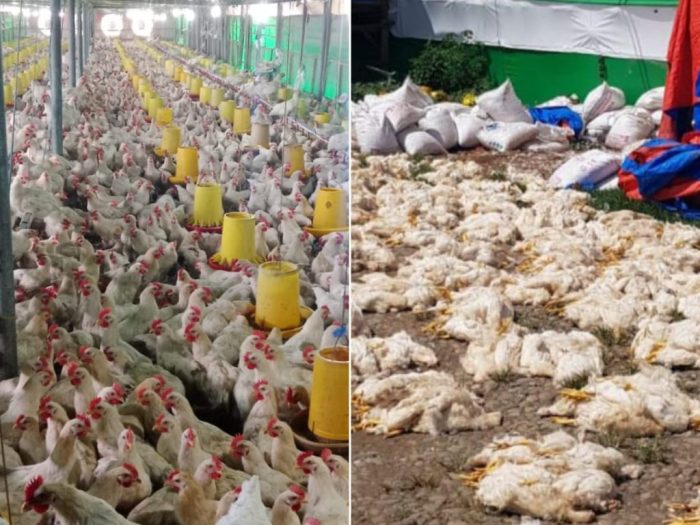 Mau Buka Usaha Ternak Ayam? Ini Beda Keuntungan Ayam Petelur Vs Pedaging Mau Buka Usaha Ternak Ayam? Ini Beda Keuntungan Ayam Petelur Vs Pedaging