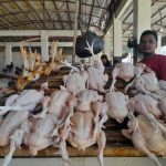 Cara Memastikan Kebutuhan Nutrisi Ayam Layer yang Efektif