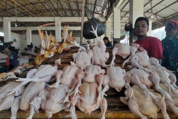 Harga Ayam Potong dan Telur di Banda Aceh “Terbang” Tinggi | Waspada Aceh