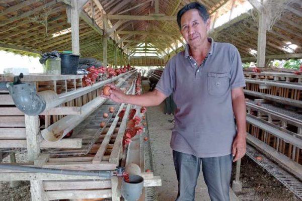 Ternak ayam petelur desa Simpang Sender Selatan hasilkan 700 butir ...