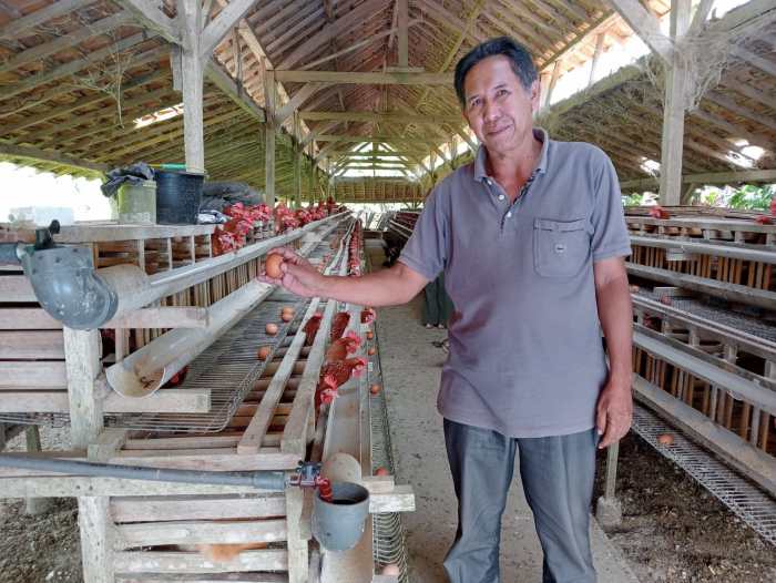 Telur Ayam Bikin Pemerintah Was-was 'Momok' Ngeri Datang Lagi Ternak ayam petelur di Kota Soe, Timor Tengah Selatan