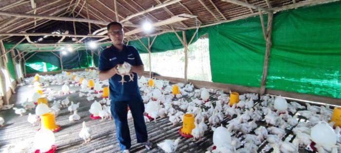 Budidaya ternak ayam di Tretep, Temanggung