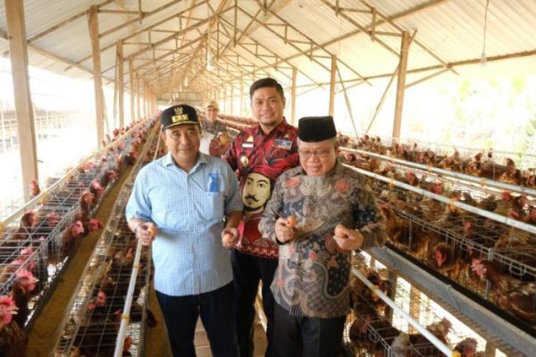 Peternakan Ayam Kampung Petelur di Bogor - Vlix.id