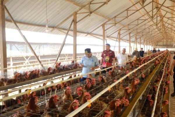 Ternak ayam petelur di Kolf Braza, Kab. Asmat