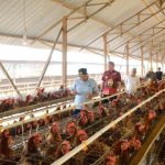 Ternak ayam petelur di Muara Wis, Kutai Kartanegara
