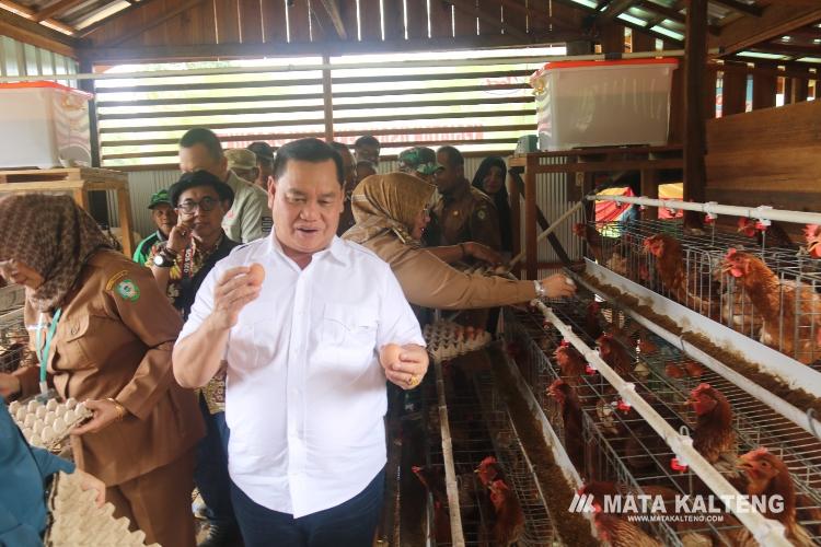 Catatan Perjalanan: Ayam Petelur dan Sayuran Organik untuk Peningkatan ... Ayam petelur jantan di Timpeh, Kabupaten Dharmasraya