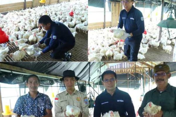 Ayam petelur jantan di Batang Gasan, Kabupaten Padang Pariaman
