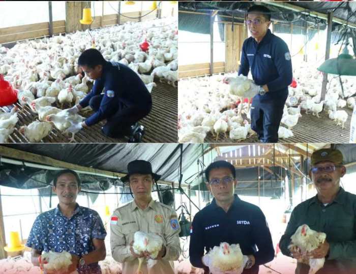 Ternak ayam pedaging di Muara Sahung, Kaur