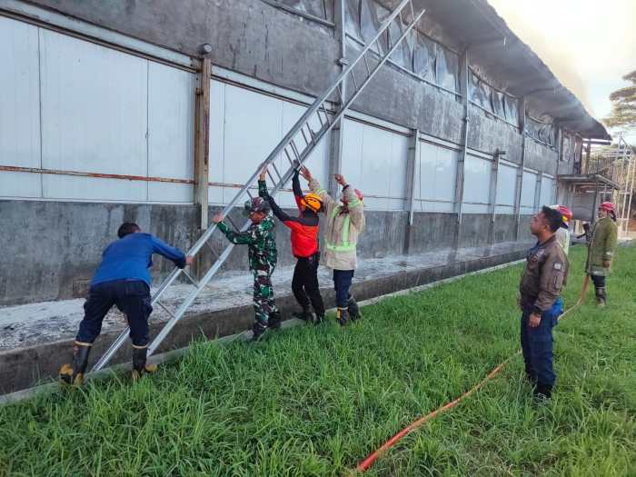 Kandang Peternakan di Nagrak Sukabumi Terbakar, Delapan Ribu Nyawa Ayam ... Ayam afkir di Nagrak, Sukabumi