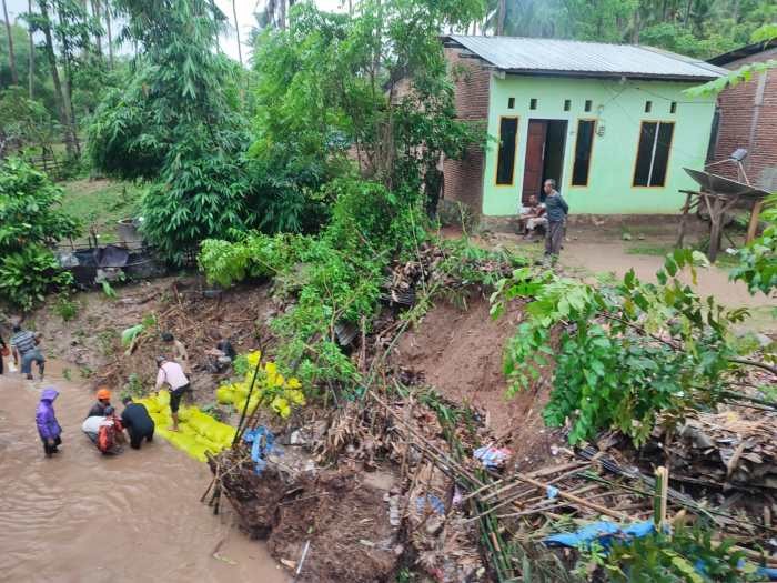 Daun penggemuk ayam di Pasimasunggu Timur, Kepulauan Selayar