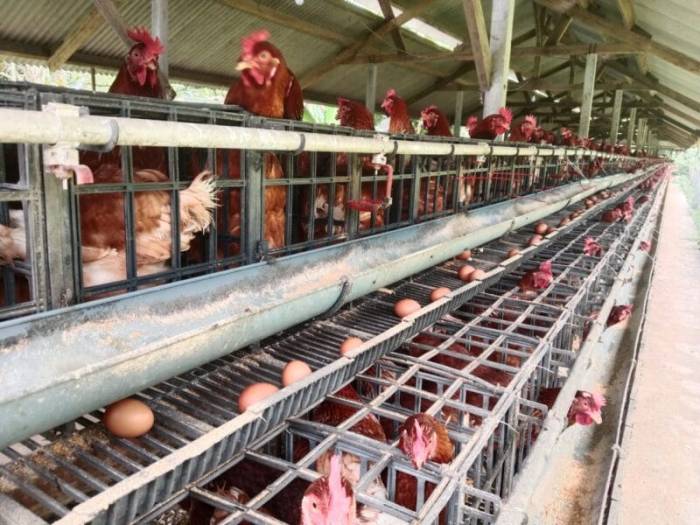 Harga Pakan Melonjak, Peternak Ayam Petelur di Karangasem Menjerit ... Harga Pakan Melonjak, Peternak Ayam Petelur di Karangasem Menjerit ...