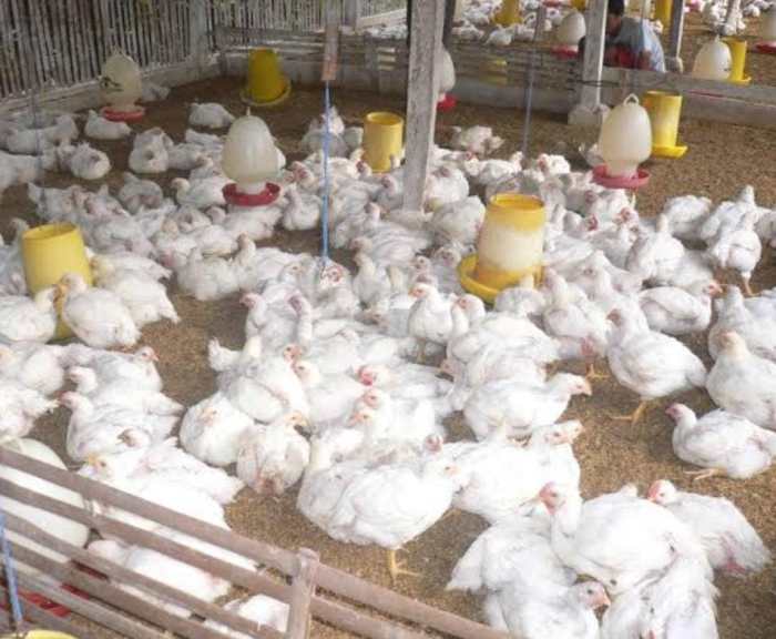 Berdayakan Yayasan Difabel Nabire, Dinas Peternakan Salurkan Bantuan ... Berdayakan Yayasan Difabel Nabire, Dinas Peternakan Salurkan Bantuan ...