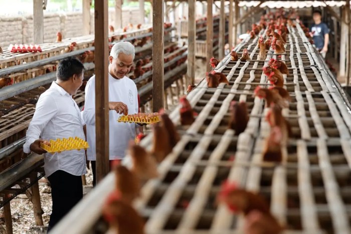 Ganjar Pranowo panen telur saat kunjungi peternak ayam di Magetan ... Ayam Ternak di Patianrowo, Nganjuk