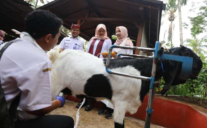Pemuda Desa Banyuwangi Sukses Berdayakan Warga Lewat Peternakan Kambing ... Daging kambing di Pagelaran Utara, Pringsewu