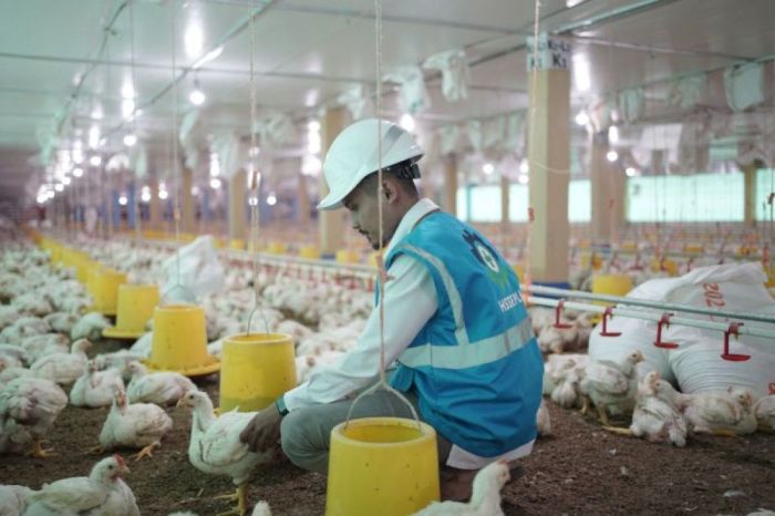 SUKSES TERNAK AYAM KAMPUNG MODERN - YouTube Budidaya ternak ayam di Grobogan, Kab. Grobogan