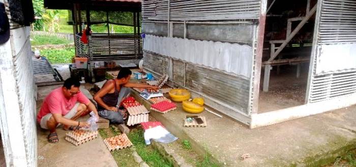 UPT Balai Pembibitan Ternak Distan Kembangkan Usaha Ternak Ayam Ras ... UPT Balai Pembibitan Ternak Distan Kembangkan Usaha Ternak Ayam Ras ...