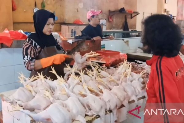Harga ayam kampung potong di Jayakerta, Karawang