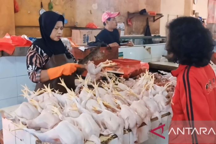 Harga ayam kampung potong di Jayakerta, Karawang