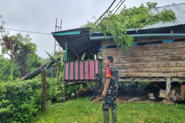 Daun penggemuk ayam di Sibulue, Bone