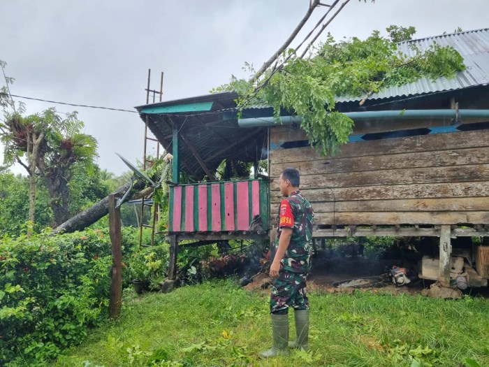 Jual PENGGEMUK AYAM BANGKOK OBAT PENGGEMUK AYAM CEPAT BESAR DAN GEMUK ... Daun penggemuk ayam di Sibulue, Bone