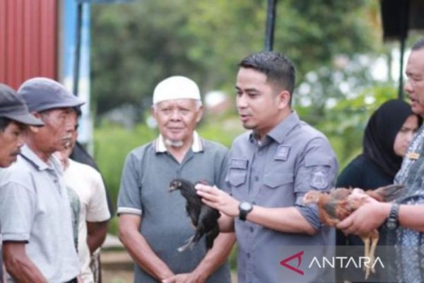 Ayam ternak di Bukit Sundi, Kabupaten Solok