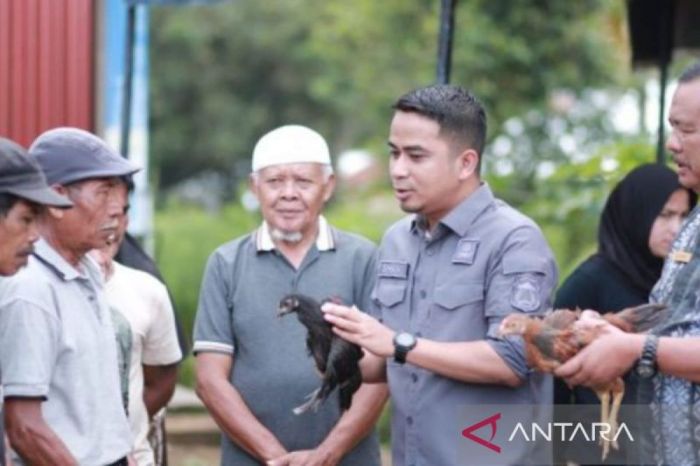 Sirukam Dairy Farm Solok Tawarkan Wisata Edukasi yang Menyenangkan ... Ayam ternak di Bukit Sundi, Kabupaten Solok