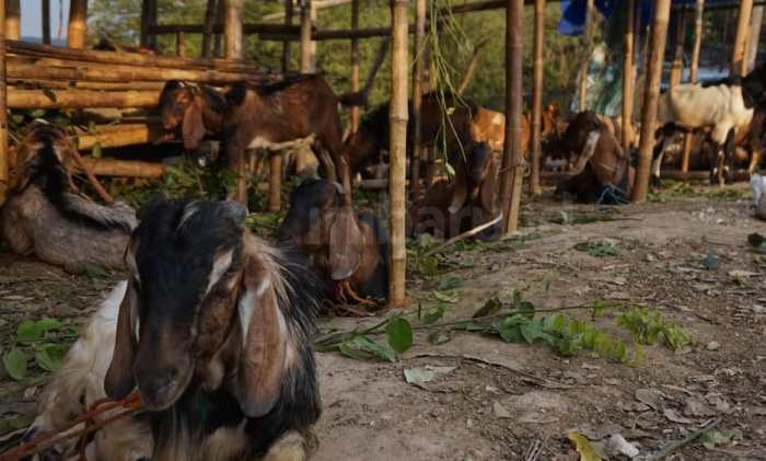 HARGA KAMBING LAMPUNG TURUN DRASTIS//PASAR KAMBING ADI JAYA LAMPUNG ... Daging kambing di Tanjung Karang Timur, Kota Bandar Lampung