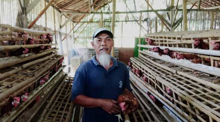 Bagaimana Masa Depan Peternakan Ayam di Indonesia? - IBTimes.ID Budidaya ayam di Panti, Kabupaten Pasaman