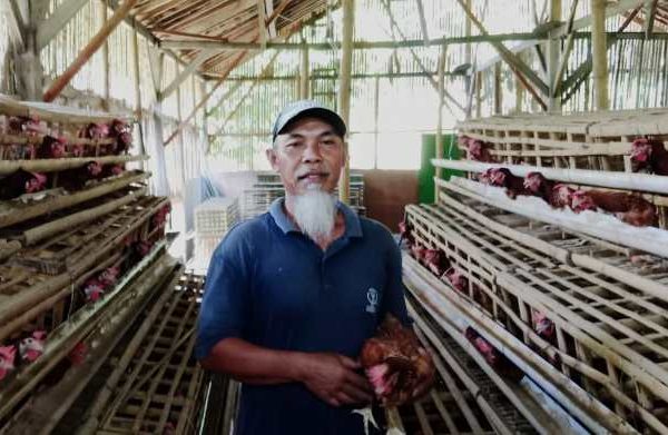 Ayam petelur jantan di Sipora Selatan, Kabupaten Kepulauan Mentawai