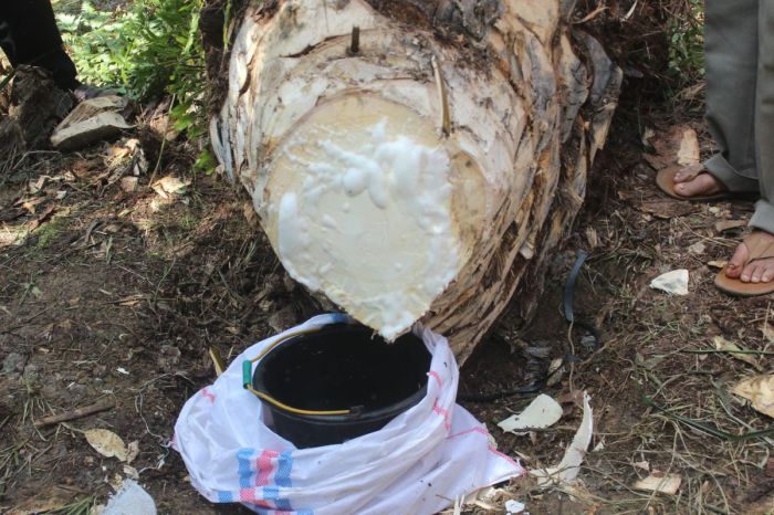 Budidaya ayam di Sungai Aur, Kabupaten Pasaman Barat