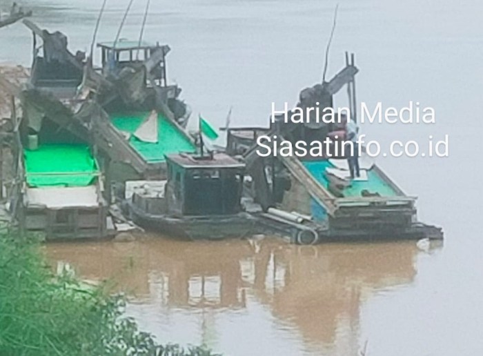 Ayam layer di Batin XXIV, Kabupaten Batanghari