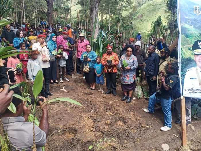 Daun penggemuk ayam di Makki, Kab. Lanny Jaya