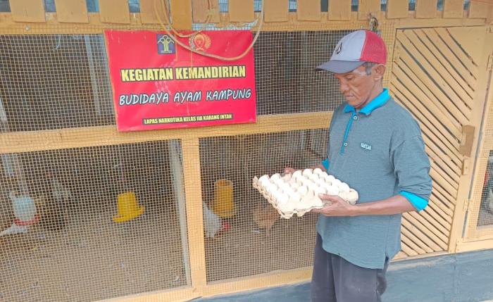 Warga Binaan LAPASTIKA Karang Intan Ternak Ayam Dwiguna Secara Mandiri ... Ternak ayam kampung di Karang Intan, Banjar