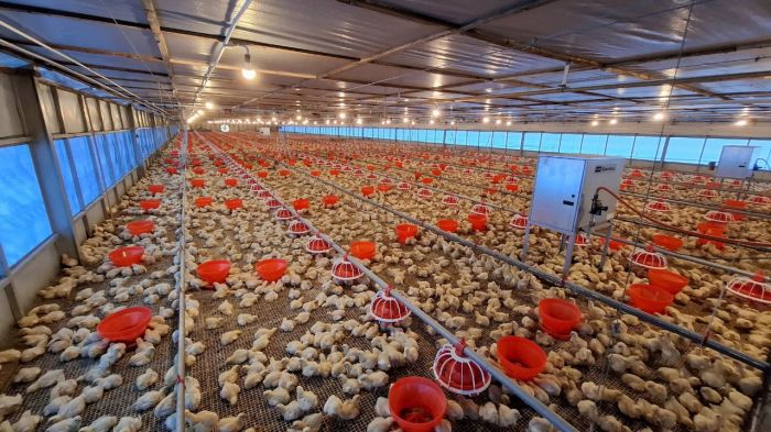 Budidaya Ayam Kampung di Rumah sebagai Langkah Strategis dalam ... Budidaya Ayam Kampung di Rumah sebagai Langkah Strategis dalam ...