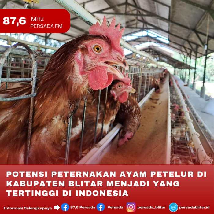 POTENSI PETERNAKAN AYAM PETELUR DI KABUPATEN BLITAR MENJADI YANG ... Ternak ayam petelur di Maligano, Muna
