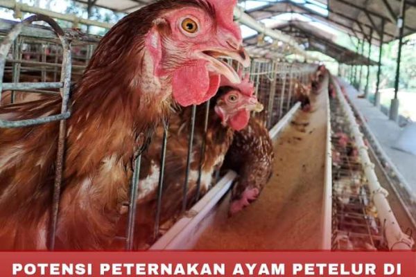 Ternak ayam petelur di Abung Barat, Lampung Utara