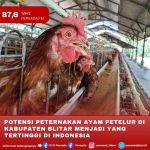 Usaha Budidaya ternak ayam petelur - Website Kalurahan JATIMULYO