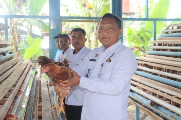 Ayam ternak di Nan Sabaris, Kabupaten Padang Pariaman