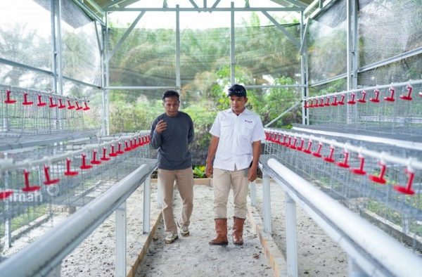 Budidaya ayam di Rawa Jitu Timur, Tulang Bawang