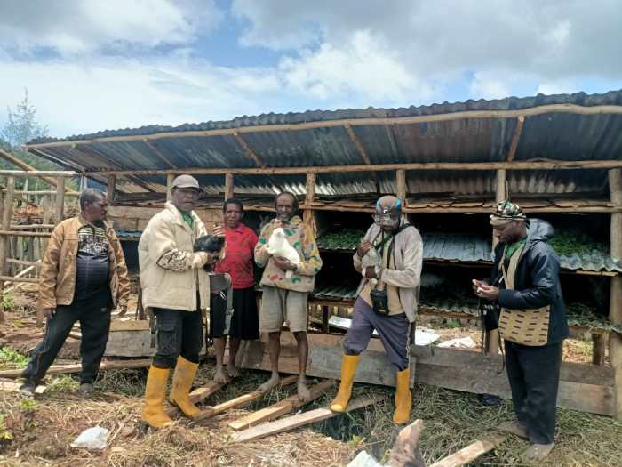 Daun penggemuk ayam di Wegee Bino, Kab. Paniai