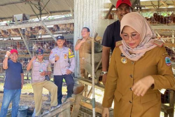 Budidaya ayam di Palas, Lampung Selatan