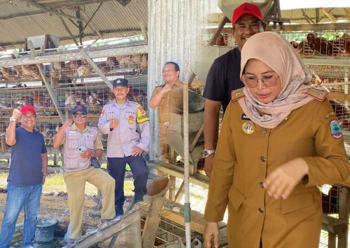 Budidaya ayam di Palas, Lampung Selatan