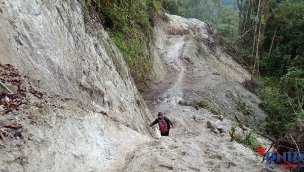 Daun penggemuk ayam di Rampi, Luwu Utara