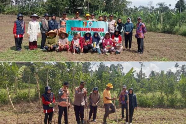 Budidaya ayam di Gunung Alip, Tanggamus