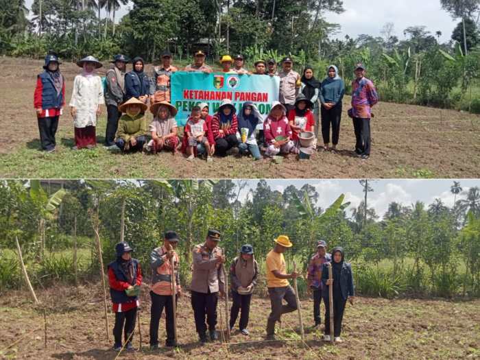 Budidaya ayam di Gunung Alip, Tanggamus