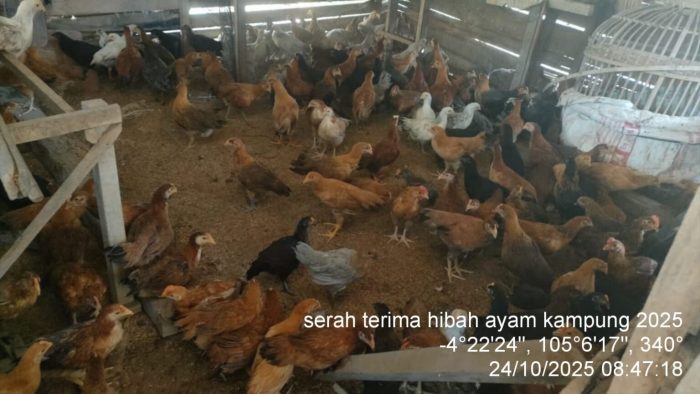 Ternak Ayam Kampung - Eksotika Desa Ternak Ayam Kampung di Tulang Bawang Udik, Tulang Bawang Barat