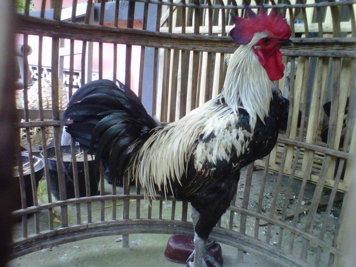 √ Daftar Harga Ayam Pelung Terjangkau di Jualayamhias Ayam pelung jumbo di Gedong Tengen, Kota Yogyakarta