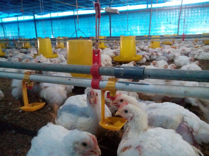 ANALISIS DAYA SAING TERNAK AYAM BROILER DALAM MEMENUHI KRITERIA ...